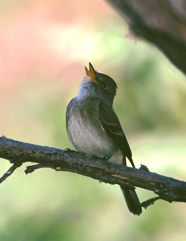 Singing Southwestern Willow Flycatcher. Photo by Bob Steele